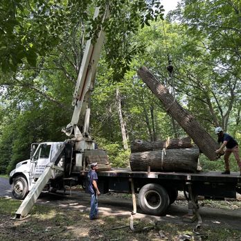 Tree Trimming & Logging