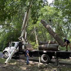 Collection image for: Tree Trimming & Logging